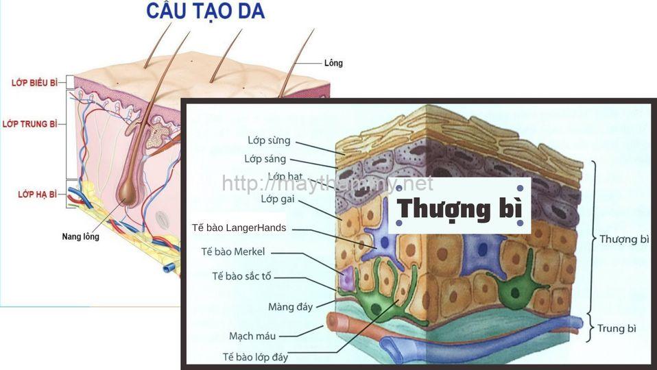 cau truc da